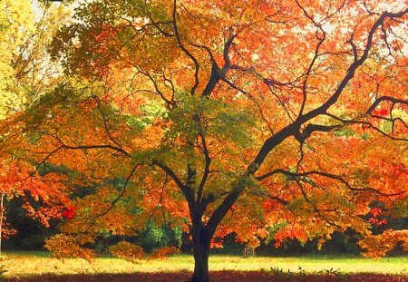 Change - gold, orange, tree, autumn, green