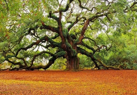 Centurian - aged, branches, green, tree