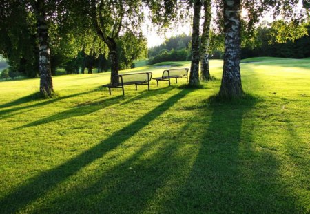 a sunny morning in the park - morning, benches, park, greenery, sunny, tree, lights