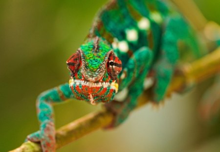 Chamemeleon - branch, focus, blurry, green, tree, chameleon