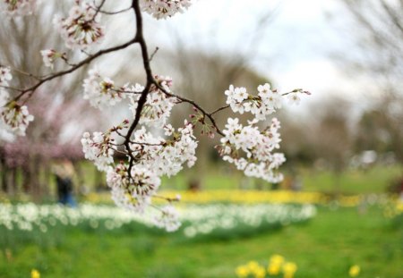 Cherry Blossom - focus, delicate, blurry, cherry, tree, glare, spring