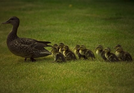 baby birds duck - duck, baby, grass, bird