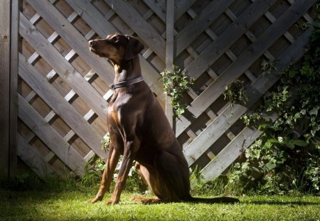 Doberman - dog, animal, doberman, fences