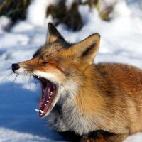 Fox yawning
