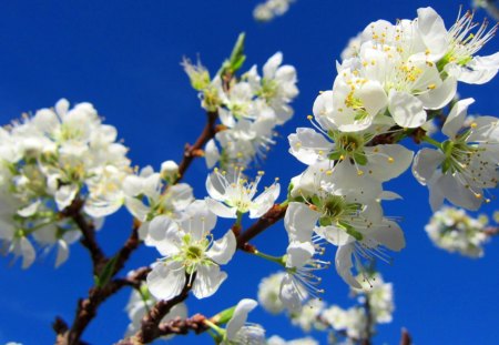 Prunus salicina - bloom, Oriental plum, blue sky, mountain