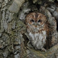 Tawny owl in hollow tree