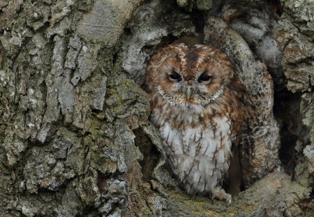 Tawny owl in hollow tree - tree, owl, bird, hollow