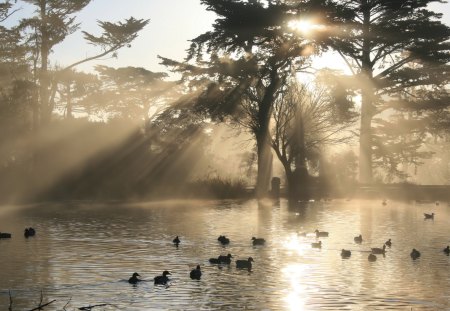 A Sunny Morning At The Lake - trees, birds, water, light, nature, rays, bright, lake, ducks, sun