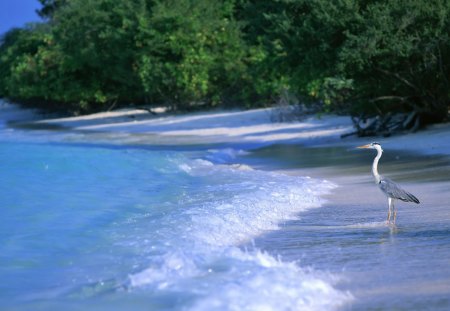 ~Maldive Island~ - calm, bird, water, beach, bushes, island, ocean, sand, shore, nature, maldive, peaceful