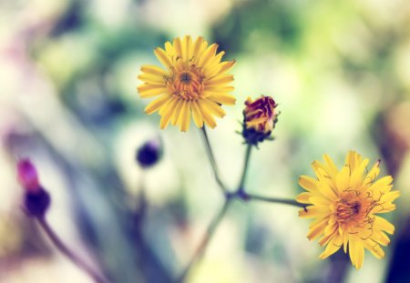 ~Spring Daisies~ - pretty, petals, flowers, spring, daisies, yellow, nature, season