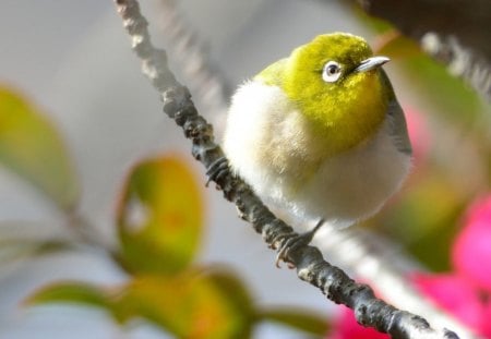 Bird - animals, bird, cute, branch, green