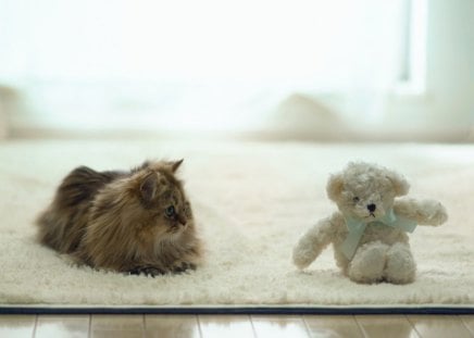 Cute kitten - carpet, animals, teddy bear, kitten, cat, toys