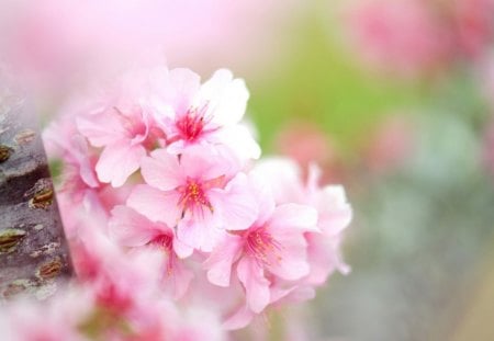 Delicate pink - bokeh, nature, pink, petals, blooms, flowers