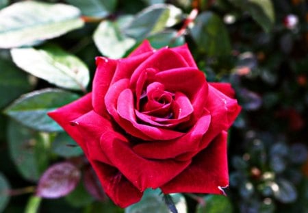 beautiful red❤ - red rose, beautiful, green, rose, pure