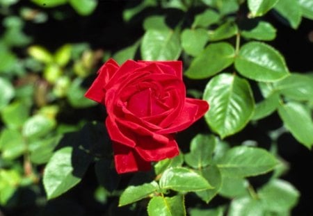 red roseâ¥ - nice, green, leaf, rose, red rose