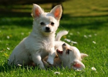 ☆ - puppys, white, green, cute, grass