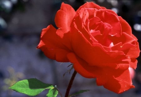 sweet red,❤ - rose, red rose, sweet, beautiful