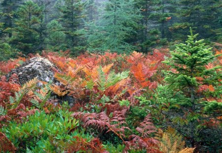 Colorful Ferns In Autumn  Acadia National Park  Maine - flowers, ferns, nature, landscape