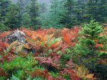 Colorful Ferns In Autumn  Acadia National Park  Maine