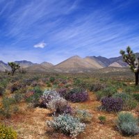 WallpaperHDDesert Bloom California Desert Conservation Area.jpg