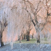 Ice Covered Willow Trees