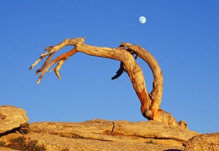 Moonrise Over Jeffrey Pine  Sentinel Dome  Yosemite National Park  California - nature, landscape