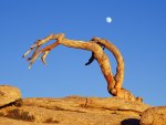 Moonrise Over Jeffrey Pine  Sentinel Dome  Yosemite National Park  California