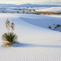 soaptree yucca growing in gypsum sand white sands national monument new mexico