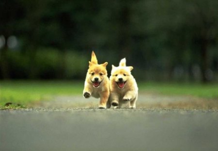 Two cute puppy racing