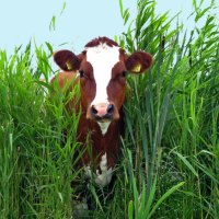 cow in grass