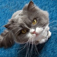 cute cat