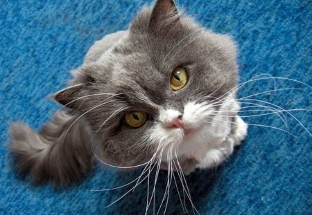 cute cat - pet, animal, cat