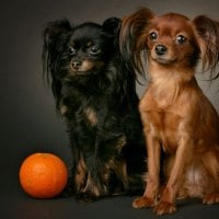 cute little dogs