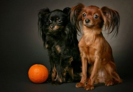 cute little dogs - animal, pet, dog