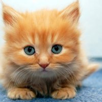 cutest cat