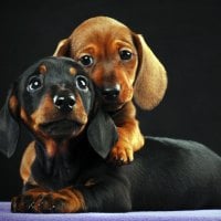 cutest dogs