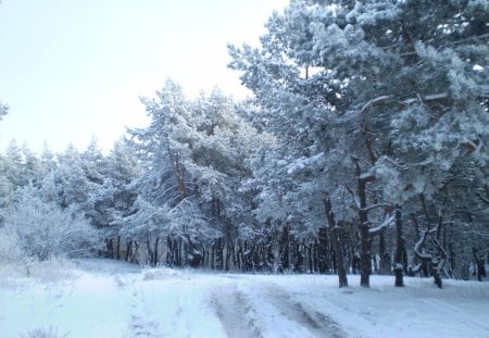 Russia.Kursk - winter, kursk, russia