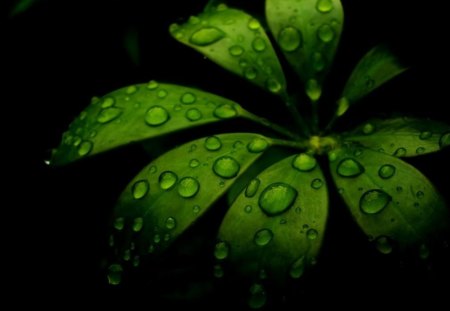 Green Petals - petals, water, green