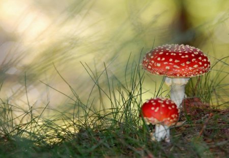 Mushroom - grass, mushroom