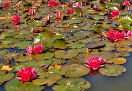 waterlily - water, lily