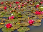 waterlily