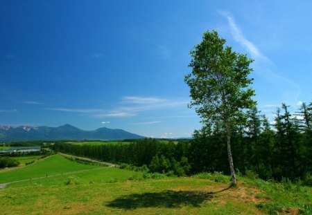 wild field  - nature, landscape