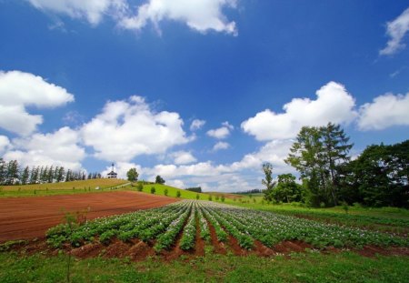 wild field  - nature, landscape