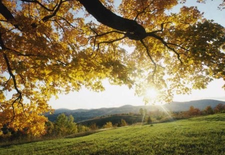 Autumn Nature  - nature, landscape