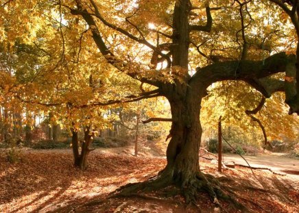 Autumn Nature  - nature, autumn