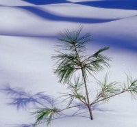 frost winter plant