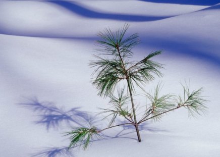 frost winter plant - frost, winter, plant