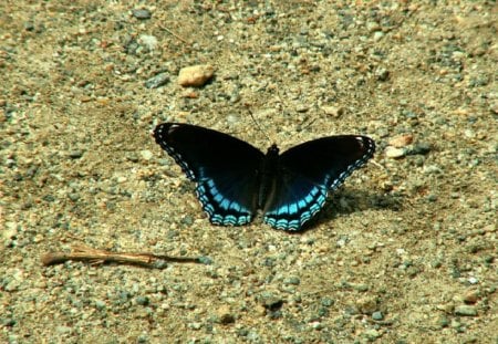 butterly on the ground - ground, butterly