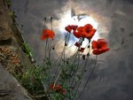 Last poppies on the riverside