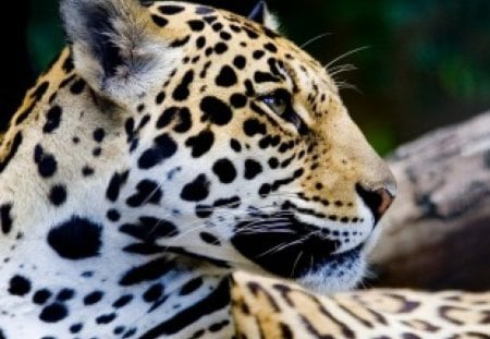 Leopard - animals, leopards